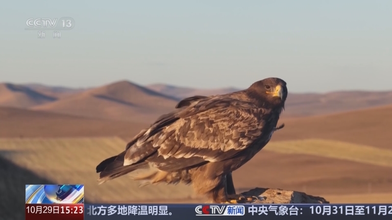 2025候鸟迁徙 内蒙古 “先观察再行...