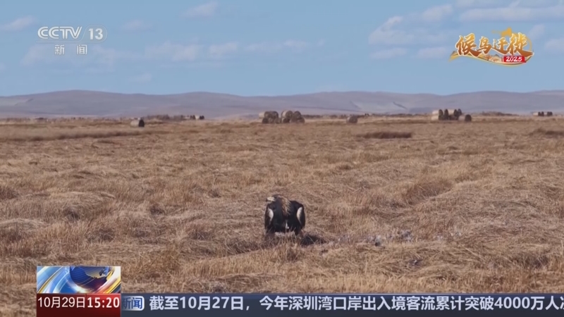 2025候鸟迁徙 内蒙古 猛禽现身保护...